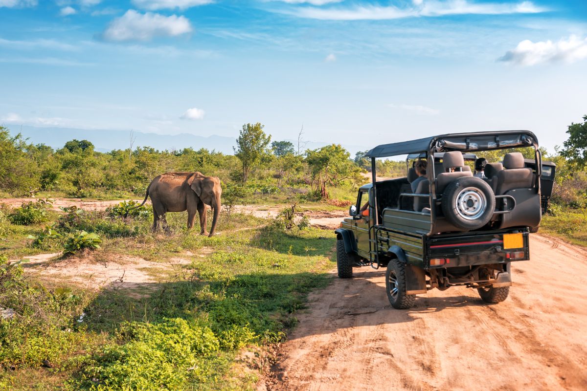 Yala National Park BG.jpg